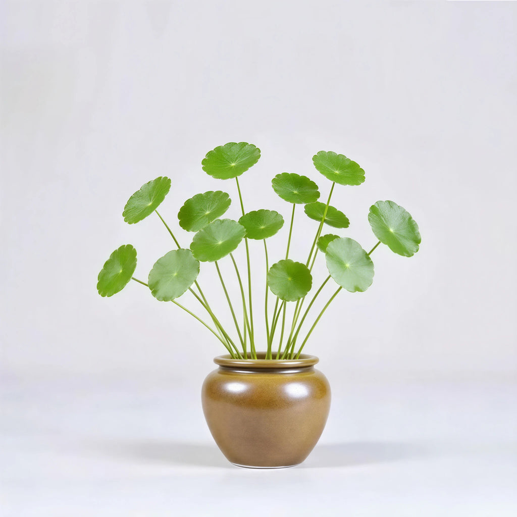 Wide-mouth maple-yellow mini porcelain vase with small hydroponic cuttings.