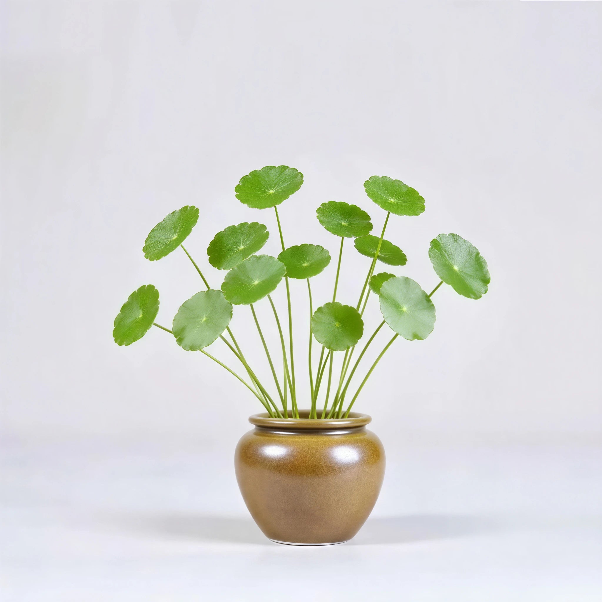 Wide-mouth maple-yellow mini porcelain vase with small hydroponic cuttings.